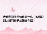 大胜利君子兰特点是什么（如何识别大胜利君子兰简介介绍）
