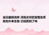 当日最新消息 河南汝州巨型怪鱼系高危外来生物 已经抓到了吗