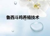 鲁西斗鸡养殖技术