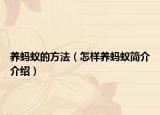 养蚂蚁的方法（怎样养蚂蚁简介介绍）