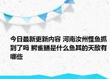今日最新更新内容 河南汝州怪鱼抓到了吗 鳄雀鳝是什么鱼其的天敌有哪些