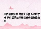 当日最新消息 河南汝州怪鱼抓到了吗 事件后续结果已经发现怪鱼隐藏地