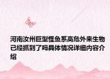 河南汝州巨型怪鱼系高危外来生物 已经抓到了吗具体情况详细内容介绍