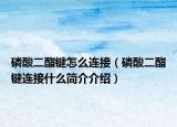 磷酸二酯键怎么连接（磷酸二酯键连接什么简介介绍）