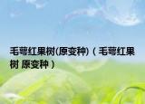 毛萼红果树(原变种)（毛萼红果树 原变种）