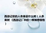 西游记里的人参果是什么树（人参果树 《西游记》中的一棵神奇植物）