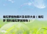 曼陀罗植物图片及名称大全（曼陀罗 茄科曼陀罗属植物）