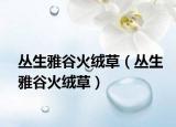 丛生雅谷火绒草（丛生雅谷火绒草）