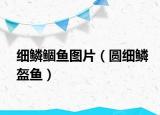 细鳞鲴鱼图片（圆细鳞盔鱼）