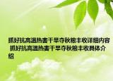 抓好抗高温热害干旱夺秋粮丰收详细内容 抓好抗高温热害干旱夺秋粮丰收具体介绍