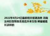 2022年8月24日最新相关报道消息 河南汝州巨型怪鱼系高危外来生物 鳄雀鳝竟长这样的