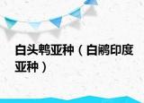 白头鹎亚种（白鹇印度亚种）