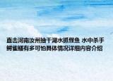 直击河南汝州抽干湖水抓怪鱼 水中杀手鳄雀鳝有多可怕具体情况详细内容介绍