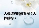 人体结构的位置图（人体结构）