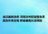 当日最新消息 河南汝州巨型怪鱼系高危外来生物 鳄雀鳝竟长这样的