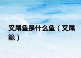 叉尾鱼是什么鱼（叉尾鮠）