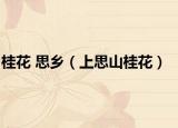 桂花 思乡（上思山桂花）