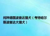 纯种德国波音达猎犬（考特哈尔斯波音达大猎犬）