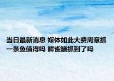 当日最新消息 媒体如此大费周章抓一条鱼值得吗 鳄雀鳝抓到了吗