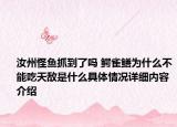 汝州怪鱼抓到了吗 鳄雀鳝为什么不能吃天敌是什么具体情况详细内容介绍