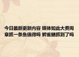 今日最新更新内容 媒体如此大费周章抓一条鱼值得吗 鳄雀鳝抓到了吗