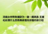 河南汝州怪鱼捕获为一雄一雌两条 无害化处理什么意思具体情况详细内容介绍