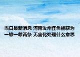 当日最新消息 河南汝州怪鱼捕获为一雄一雌两条 无害化处理什么意思