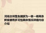 河南汝州怪鱼捕获为一雄一雌两条 鳄雀鳝有多可怕具体情况详细内容介绍
