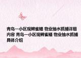 青岛一小区现鳄雀鳝 物业抽水抓捕详细内容 青岛一小区现鳄雀鳝 物业抽水抓捕具体介绍