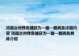 河南汝州怪鱼捕获为一雄一雌两条详细内容 河南汝州怪鱼捕获为一雄一雌两条具体介绍