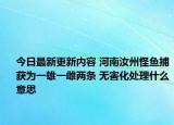 今日最新更新内容 河南汝州怪鱼捕获为一雄一雌两条 无害化处理什么意思