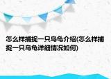 怎么样捕捉一只乌龟介绍(怎么样捕捉一只乌龟详细情况如何)
