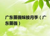 广东蔷薇嫁接月季（广东蔷薇）