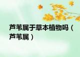 芦苇属于草本植物吗（芦苇属）