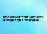 家里养的大鹅的祖先是什么介绍(家里养的大鹅的祖先是什么详细情况如何)