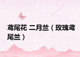 鸢尾花 二月兰（玫瑰鸢尾兰）