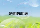 (外阴的)阴唇