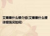 艾栗栗什么梗介绍(艾栗栗什么梗详细情况如何)