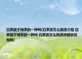 白茶属于绿茶的一种吗(白茶该怎么挑选介绍 白茶属于绿茶的一种吗 白茶该怎么挑选详细情况如何)