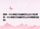 想养一只小狗但又怕被咬怎么办介绍(想养一只小狗但又怕被咬怎么办详细情况如何)