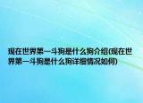 现在世界第一斗狗是什么狗介绍(现在世界第一斗狗是什么狗详细情况如何)