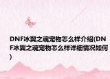 DNF冰翼之魂宠物怎么样介绍(DNF冰翼之魂宠物怎么样详细情况如何)