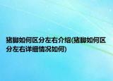 猪脚如何区分左右介绍(猪脚如何区分左右详细情况如何)