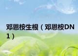 邓恩桉生根（邓恩桉DN1）