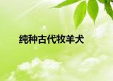 纯种古代牧羊犬