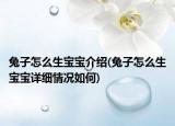 兔子怎么生宝宝介绍(兔子怎么生宝宝详细情况如何)