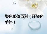 染色单体百科（环染色单体）