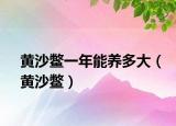 黄沙鳖一年能养多大（黄沙鳖）