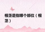根茎是指哪个部位（根茎）