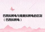 巴西拟鳄龟与南美拟鳄龟的区别（巴西拟鳄龟）